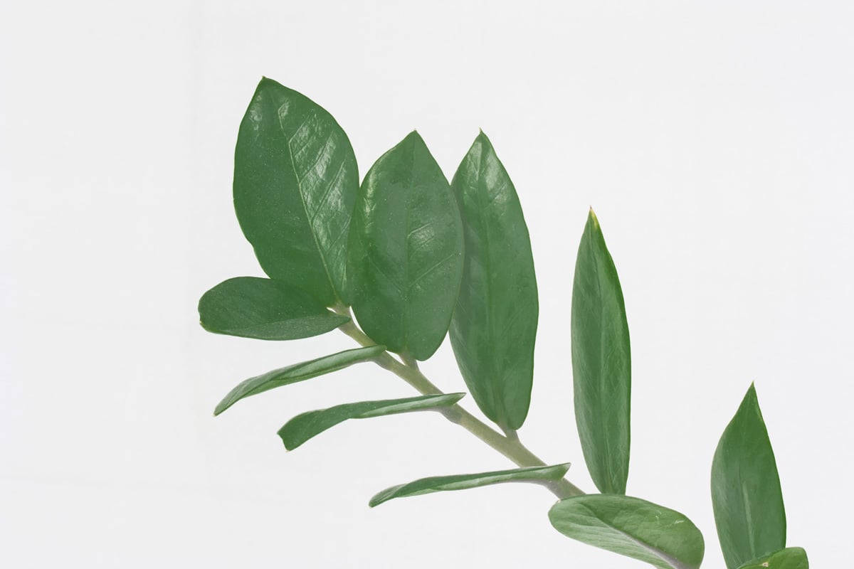 Klart glas som återger gröna blad skarpt och utan färgförändring.