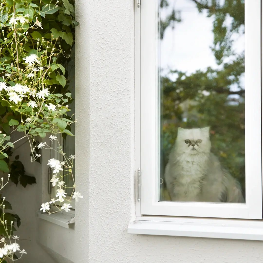 Vit långhårig katt sitter innanför ett fönster och tittar ut, bredvid en vägg med klätterväxt och vita blommor.