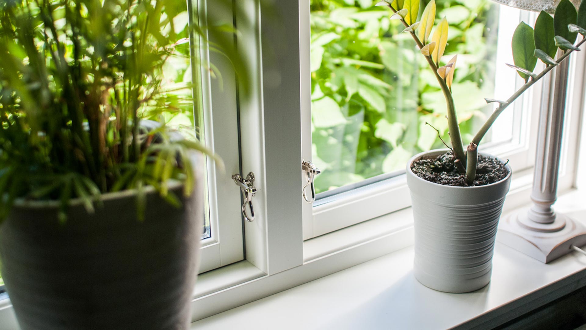 Krukväxter placerade i fönsterkarm med dagsljus.